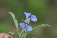 Commelina forskalaei